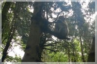Affenberg Salem Affe auf Baum